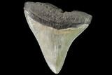 Serrated, Juvenile Megalodon Tooth - Georgia #109312-1